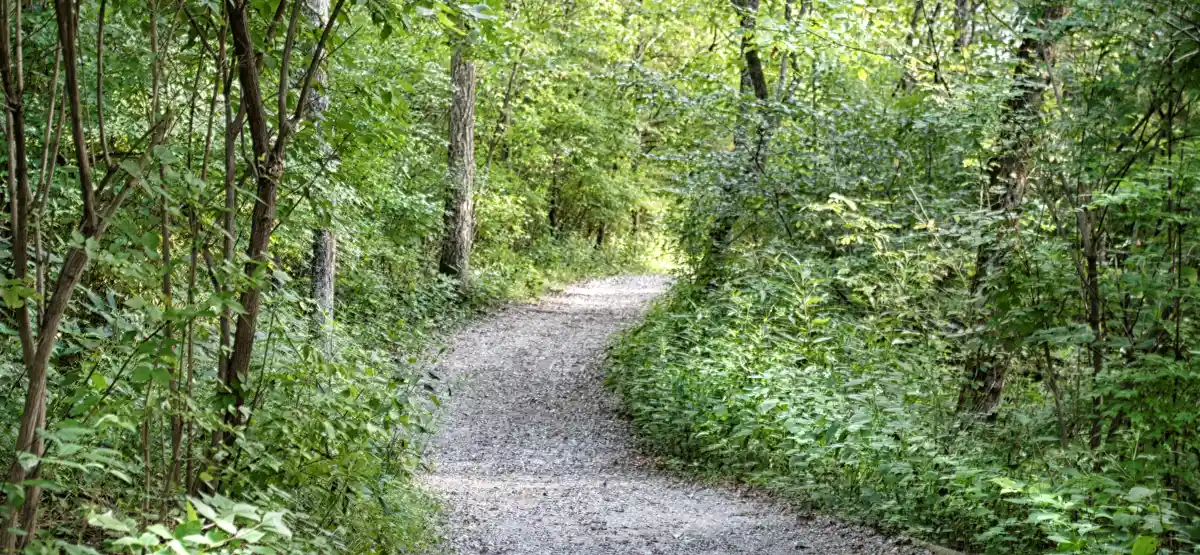 A gravel path winds through a lush green forest, surrounded by dense trees and leafy vegetation on a bright, sunny day.